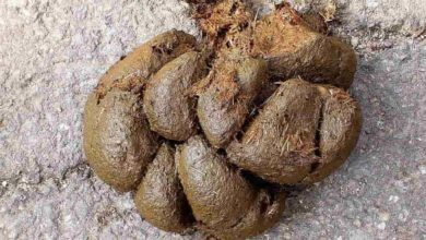 Lócitrom és kapugarancia - az olcsó könyvelés híg leve